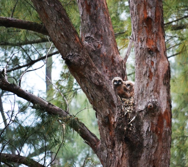 baby owls
